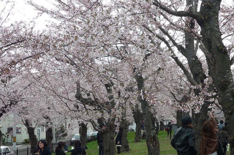 五稜郭桜１