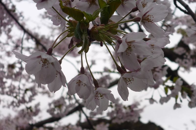 五稜郭桜