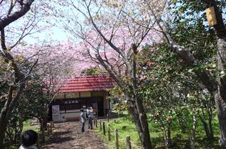 松前桜資料館前