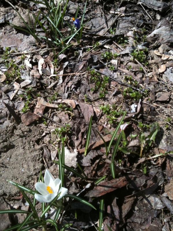 White flower2011