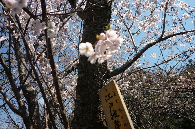 江戸彼岸桜