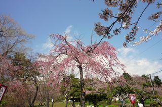 松前枝垂れ桜