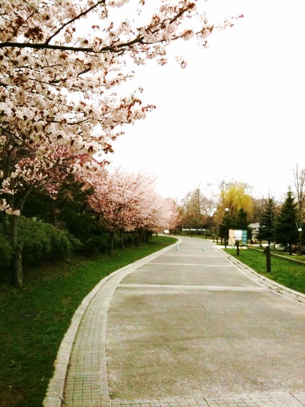 中島公園桜2011.5　１